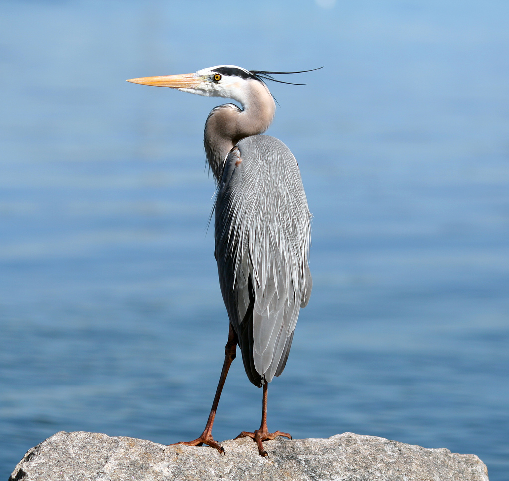 Heron-Blue-3