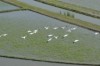 Blacktipped-BirdsOverRiceField_224x150