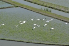 Blacktipped-BirdsOverRiceField_224x150