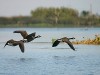 SWAP-Geese-Delta
