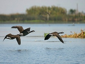 SWAP-Geese-Delta