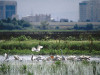 Pelicans-Delta-300x225