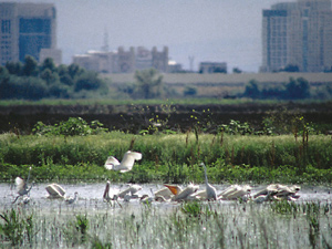 Pelicans-Delta-300x225