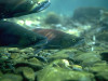 dvf-Chinook-salmon