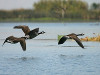 DVF-Geese-Delta-blog