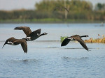 DVF-Geese-Delta-blog
