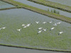 DVF-Rice-field-blog