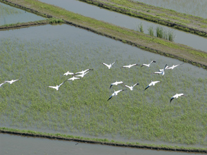 DVF-Rice-field-blog